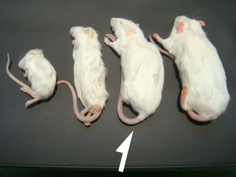 冷凍マウス アダルトL