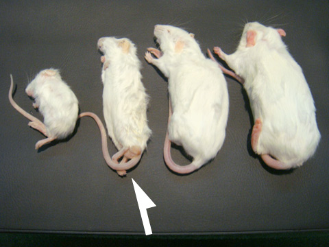 冷凍マウス アダルトM