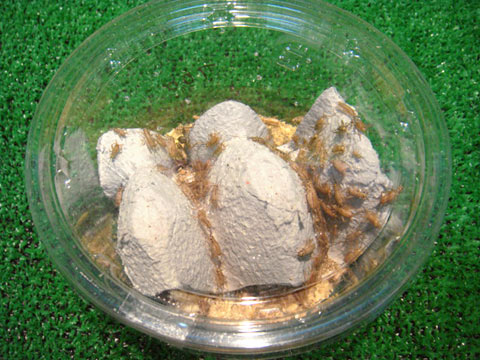 ヨーロッパイエコオロギS（100匹）(2)