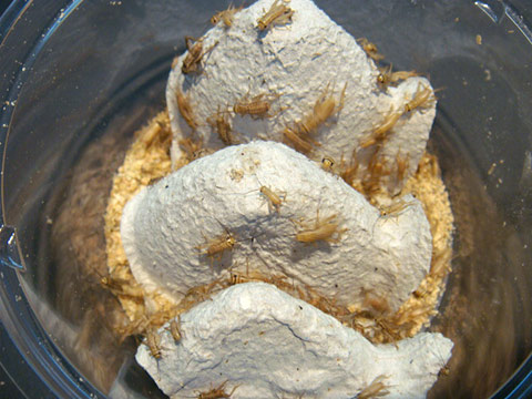 ヨーロッパイエコオロギS（100匹）