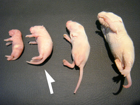 冷凍ピンクマウスM