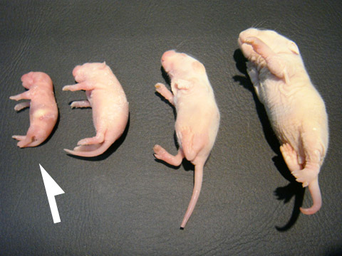 冷凍ピンクマウスS