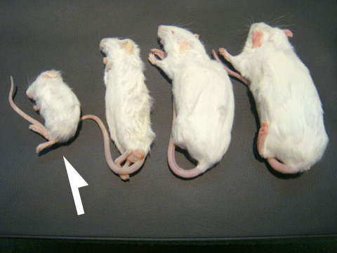 冷凍マウス ファジー