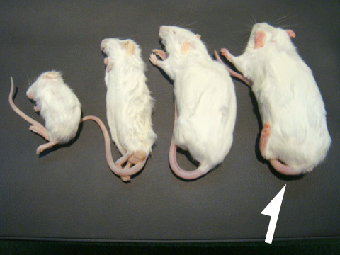 冷凍マウス リタイア