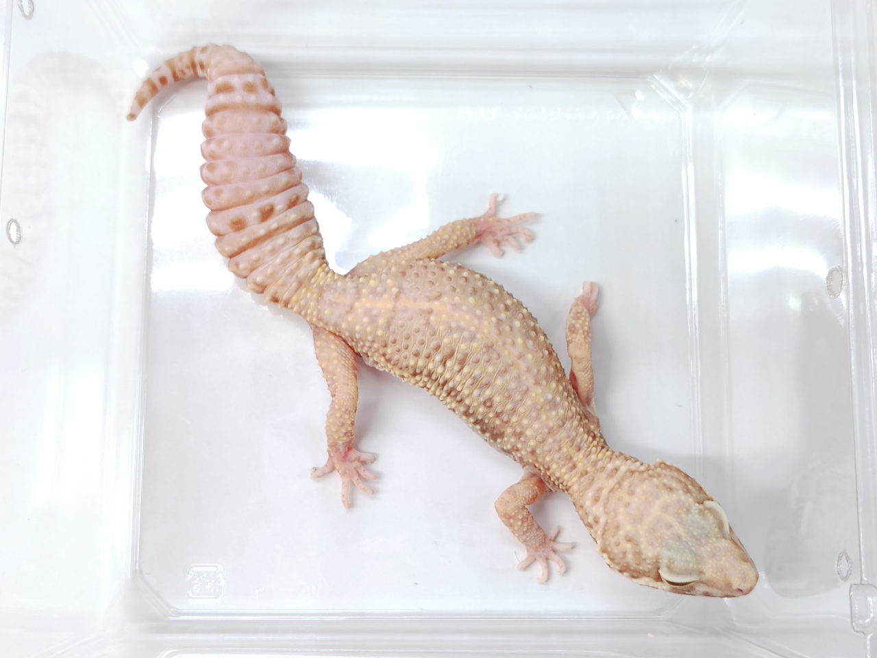 ヒョウモントカゲモドキ（トレンパーアルビノ）(1)