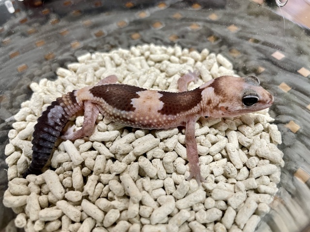 ニシアフリカトカゲモドキ（ズールーhetスノー）