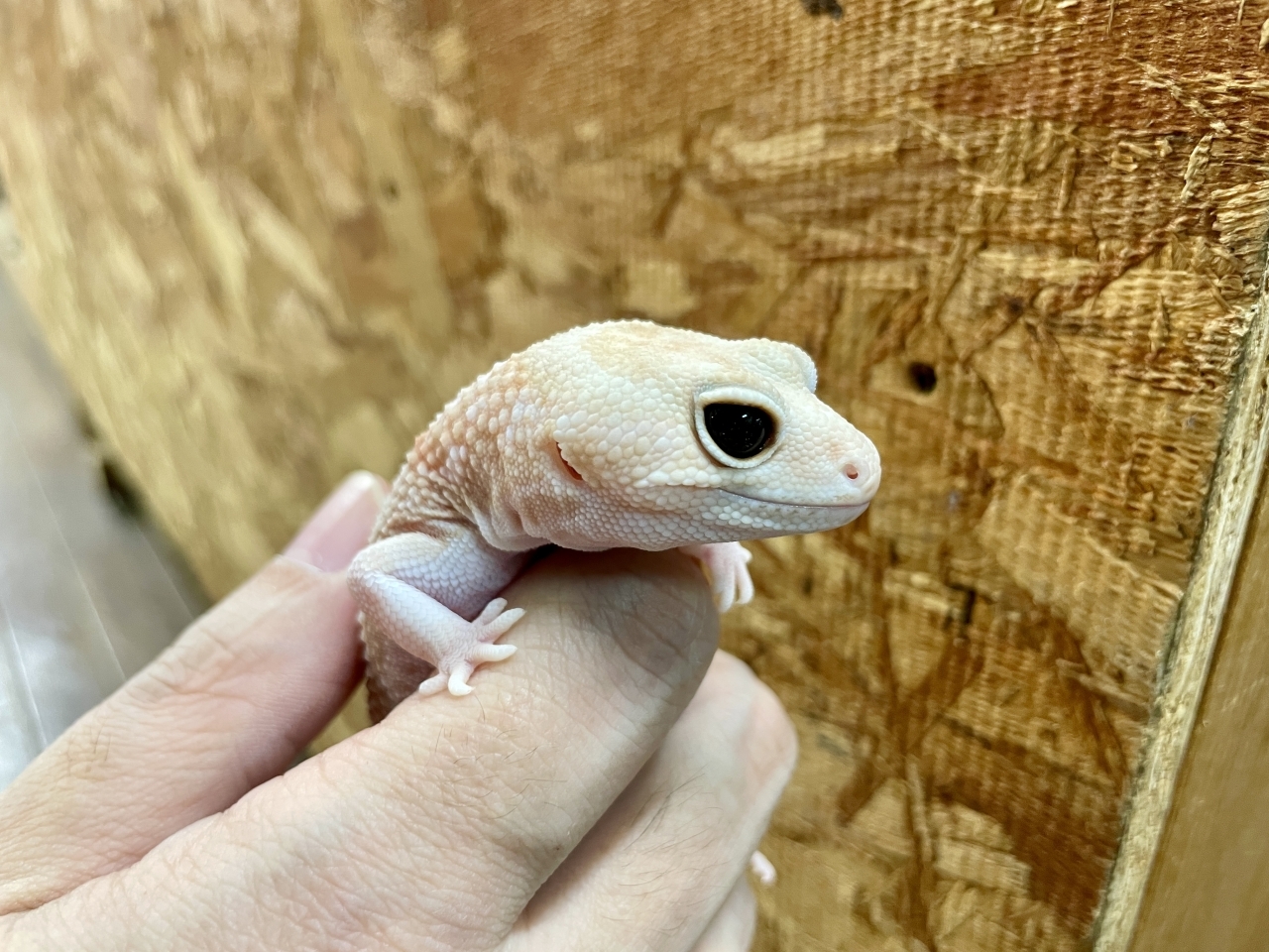 ニシアフリカトカゲモドキ（アメルストライプ）(3)