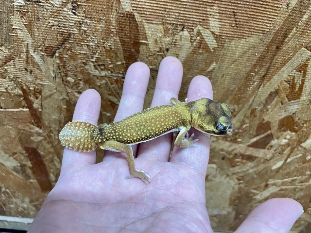 ピルバラタマオヤモリ（パターンレスhetアルビノ）（No.2）