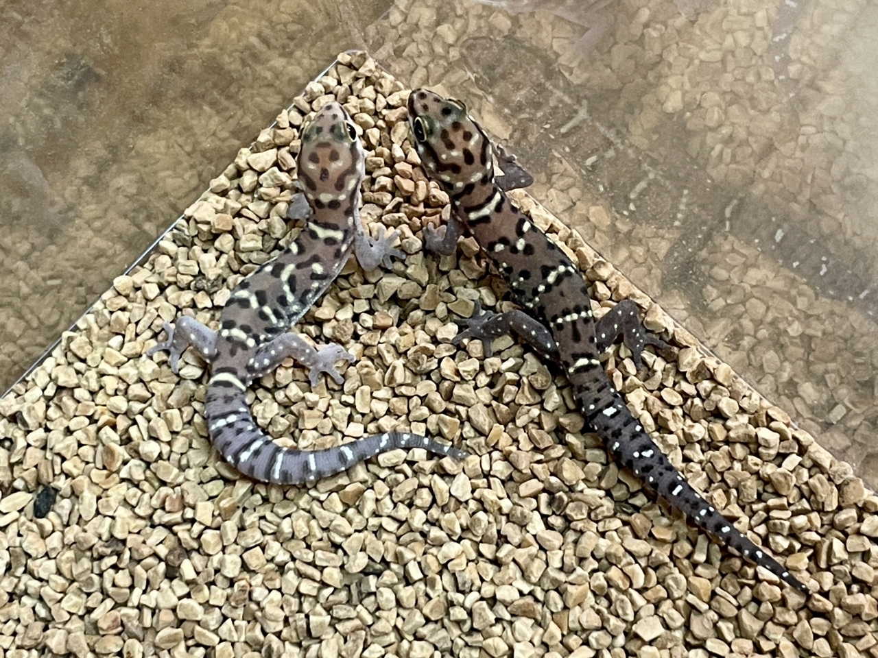 モザンビークタイガーゲッコー(2)