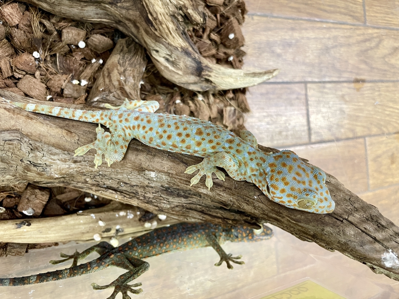 トッケイヤモリ(2)