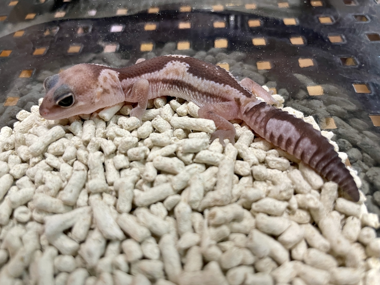 ニシアフリカトカゲモドキ（ズールーhetスノー）(1)