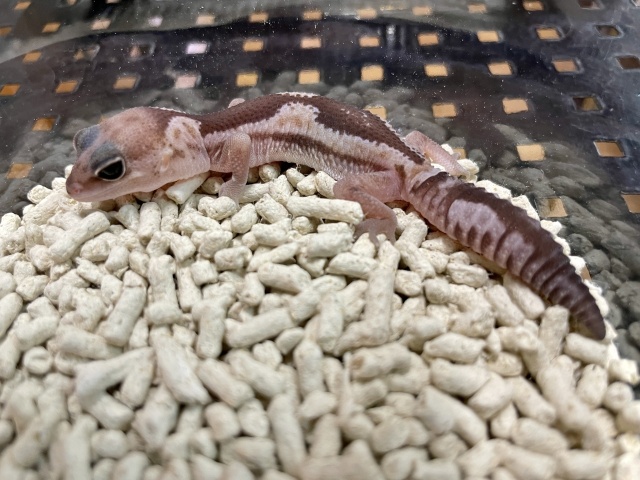 ニシアフリカトカゲモドキ（ズールーhetスノー）