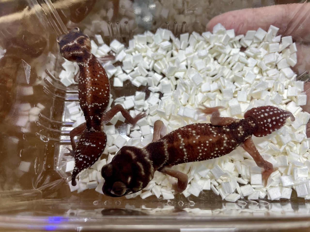 ピルバラナメハダタマオヤモリ（hetパターンレスアルビノ）(2)