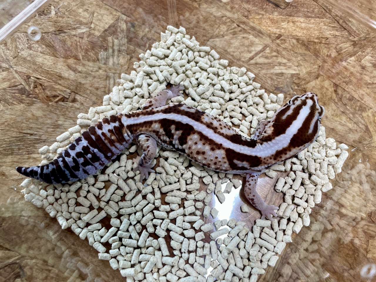 爬虫類ショップ サウリア守口店｜ニシアフリカトカゲモドキ