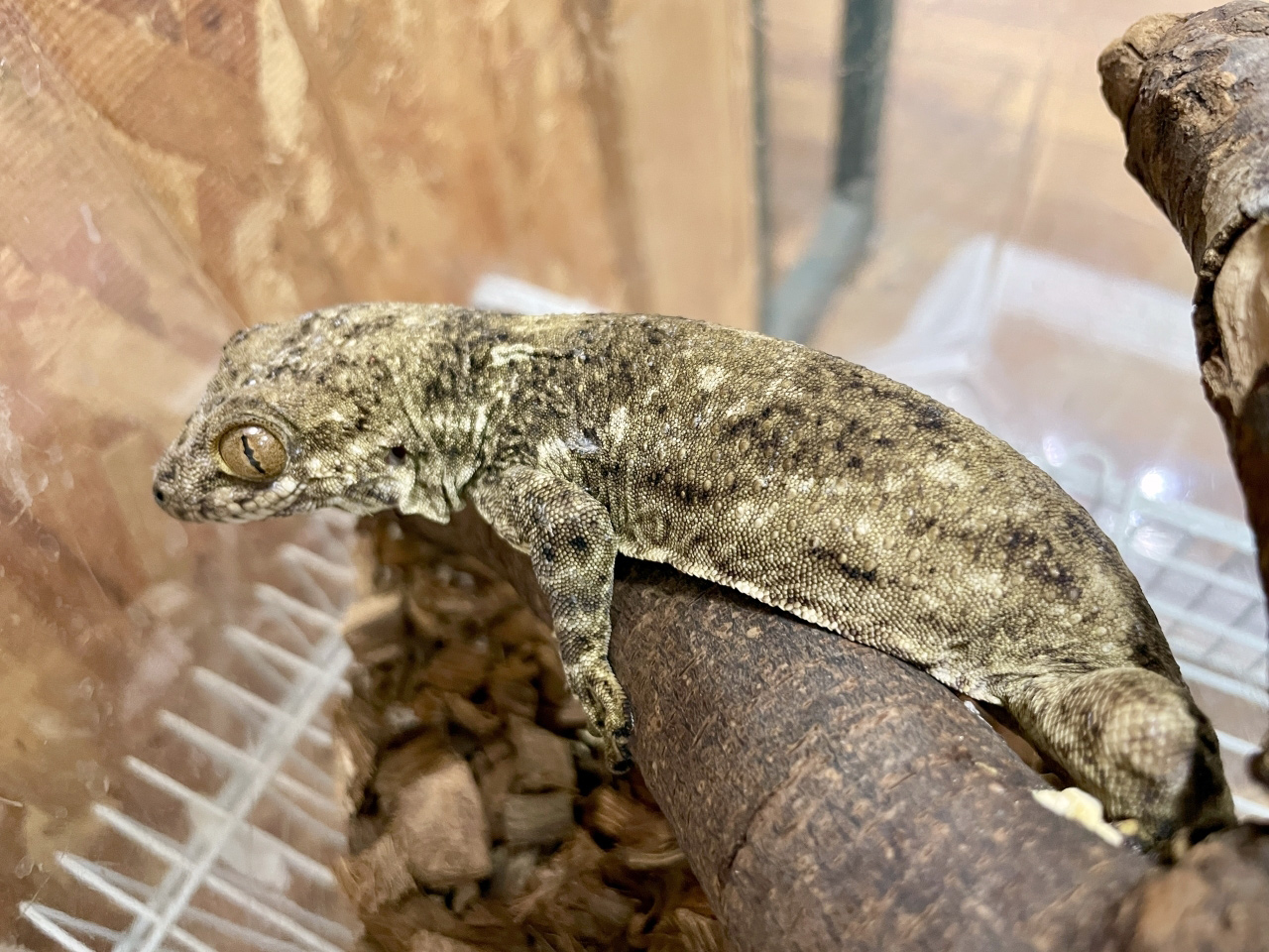 ボイヴィンネコツメヤモリ(1)