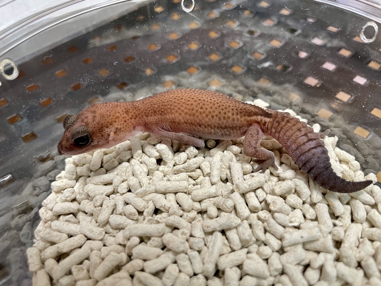 ニシアフリカトカゲモドキ（パティhetアメル）(1)