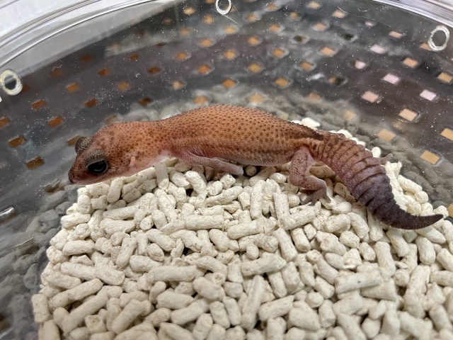 ニシアフリカトカゲモドキ（パティhetアメル）