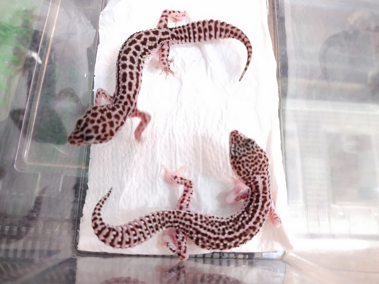 ヒョウモントカゲモドキ（スーパーマックスノー）(1)