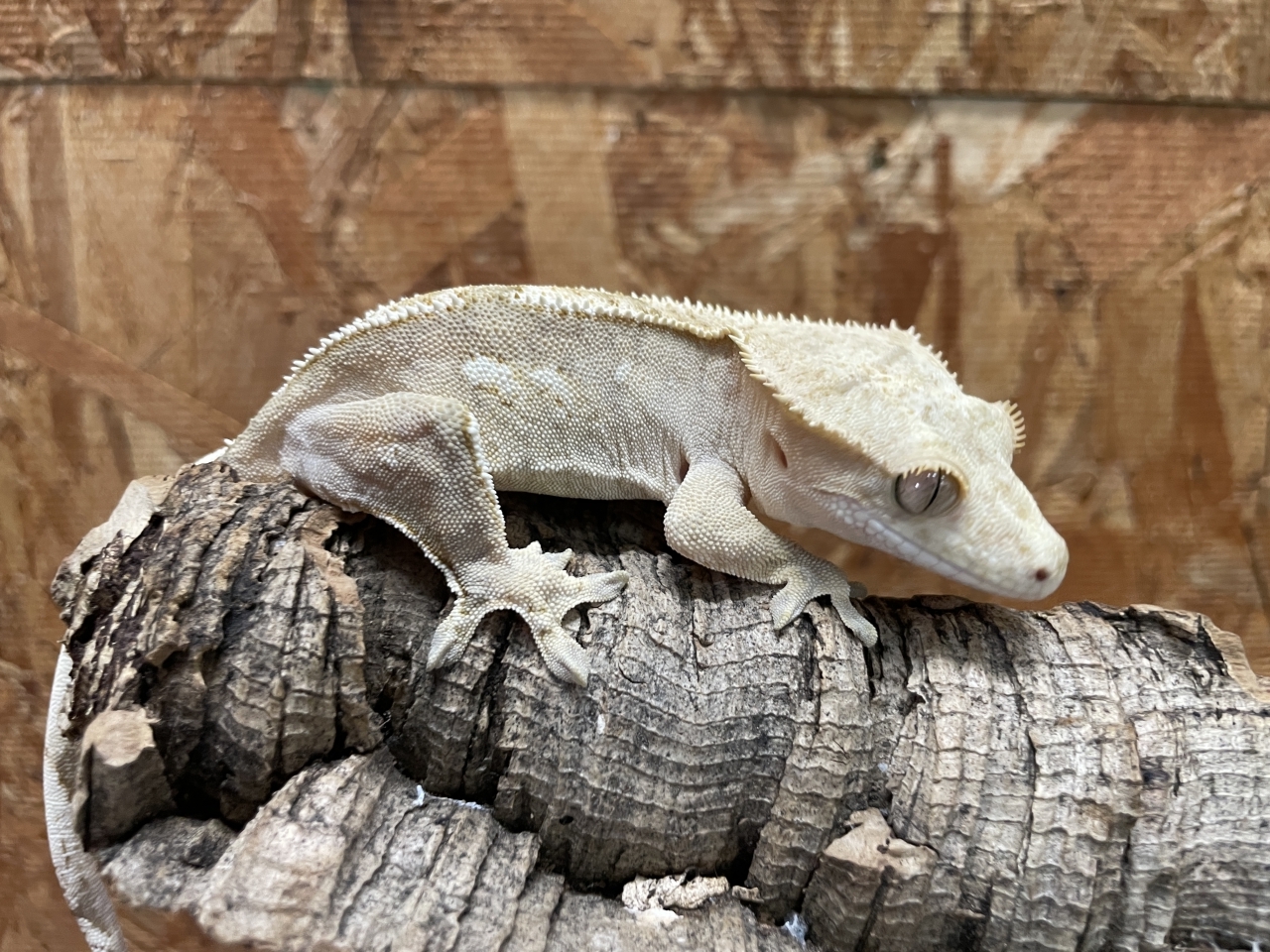 クレステッドゲッコー（ファイア）（No.6）(1)