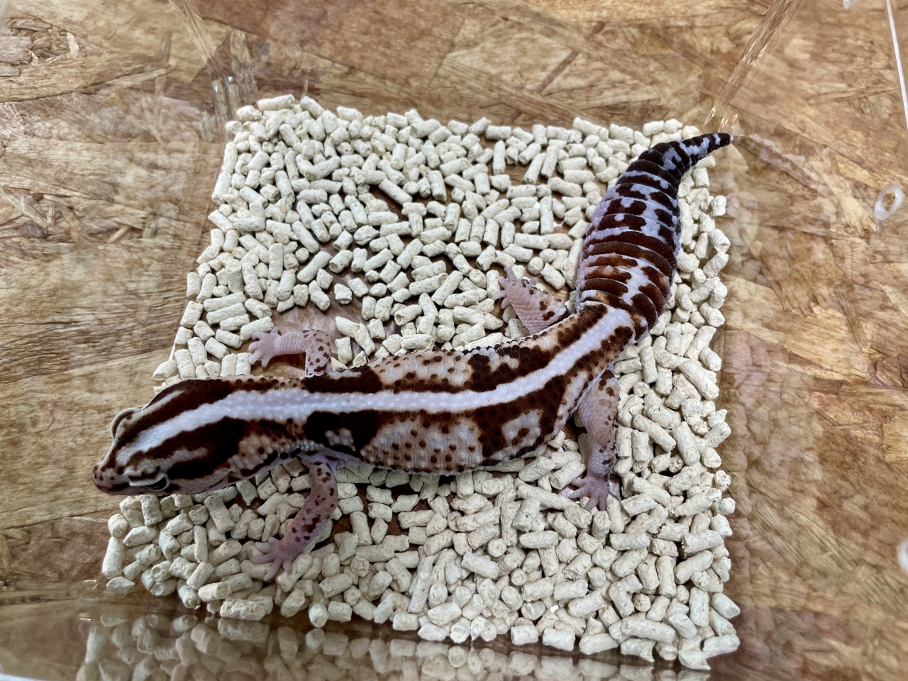爬虫類ショップ サウリア守口店｜ニシアフリカトカゲモドキ