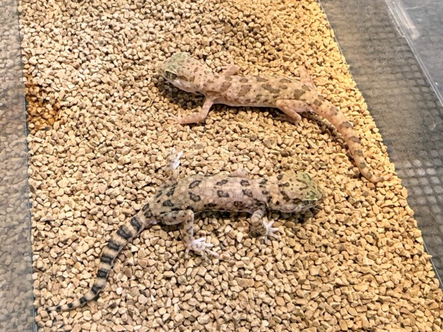 アスワンボウユビヤモリ