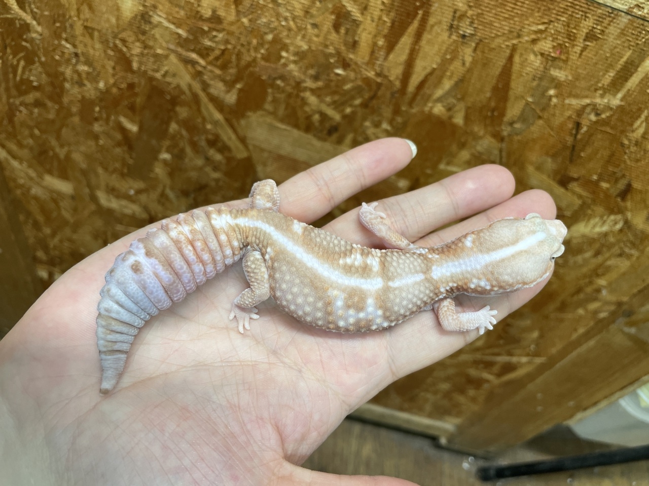 ニシアフリカトカゲモドキ（ホワイトアウトアメラニ）(4)