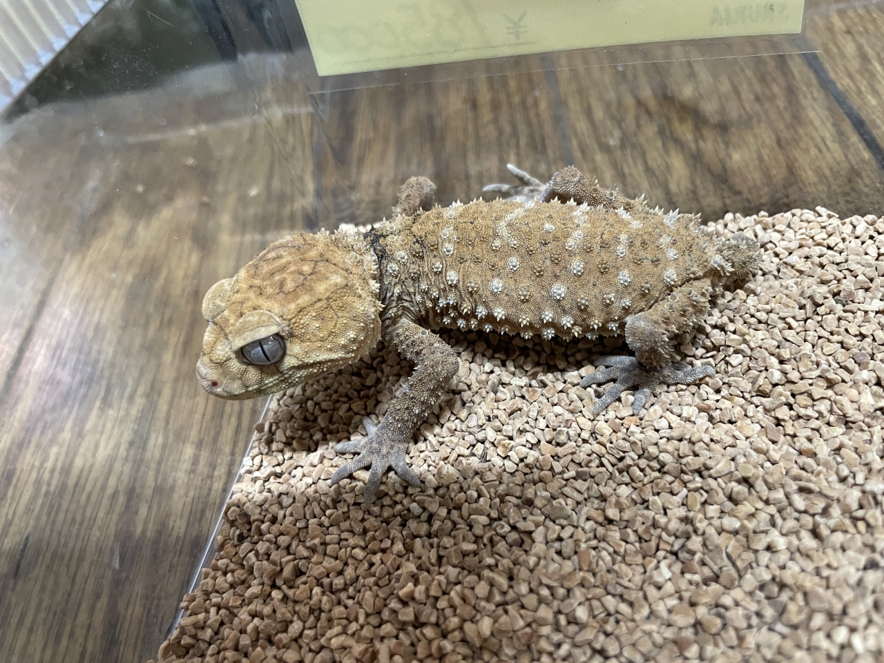 オニタマオヤモリ（No.2）(3)