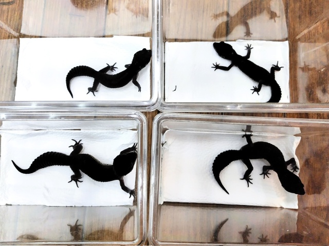 ヒョウモントカゲモドキ（ブラックナイト）