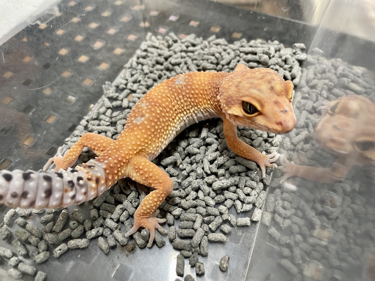 ヒョウモントカゲモドキ（アトミックGG）（No.18）(2)