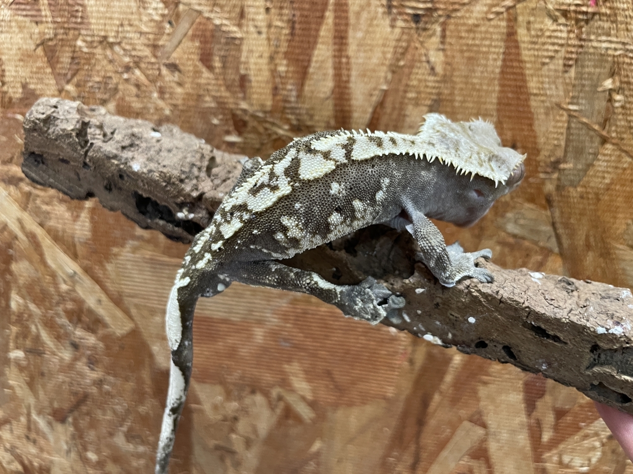 クレステッドゲッコー（ハーレクイン）（No.4）(2)