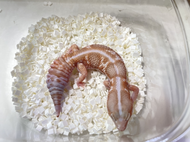 ニシアフリカトカゲモドキ（ホワイトアウトアメラニ）