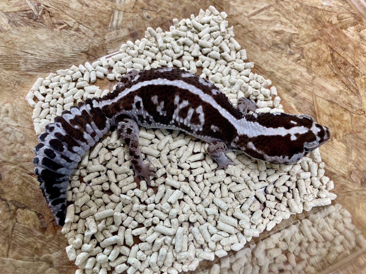 ニシアフリカトカゲモドキ（ホワイトアウトオレオ）(2)