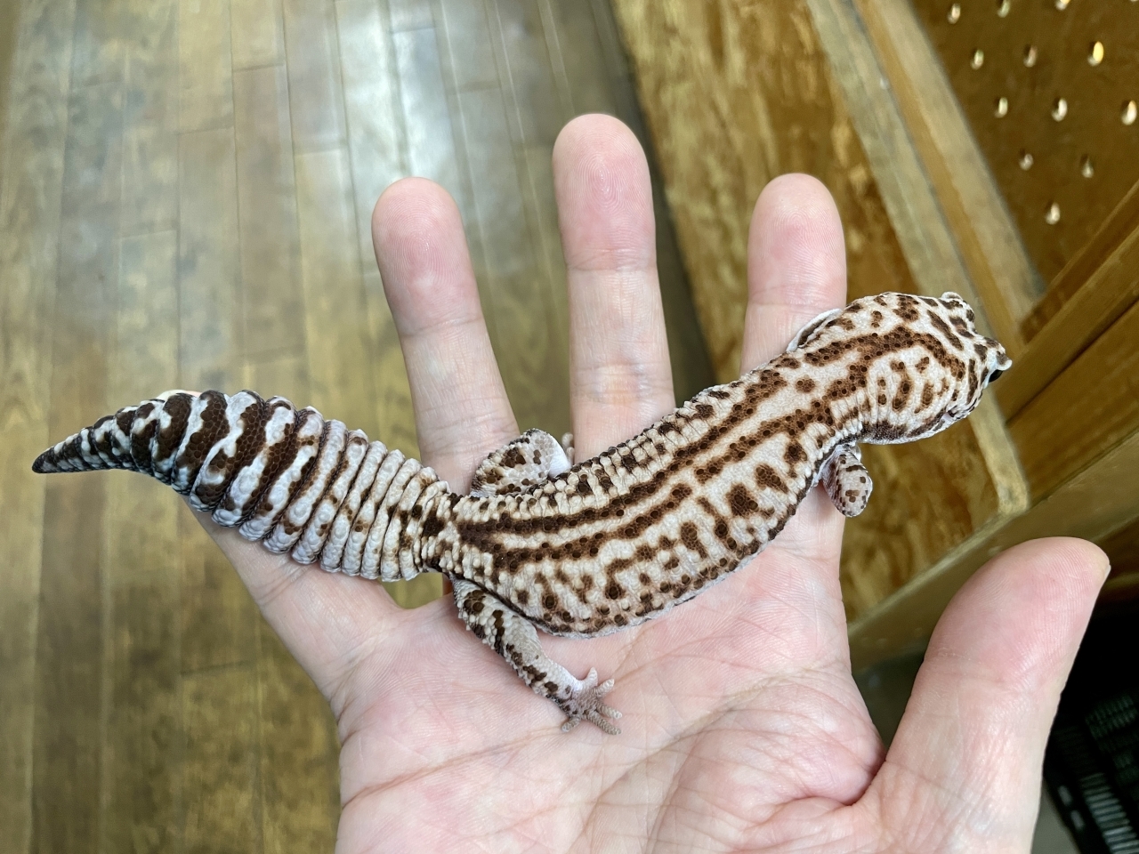 爬虫類ショップ サウリア守口店｜ニシアフリカトカゲモドキ