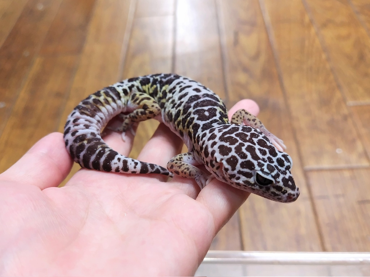 ダイオウトカゲモドキ(2)