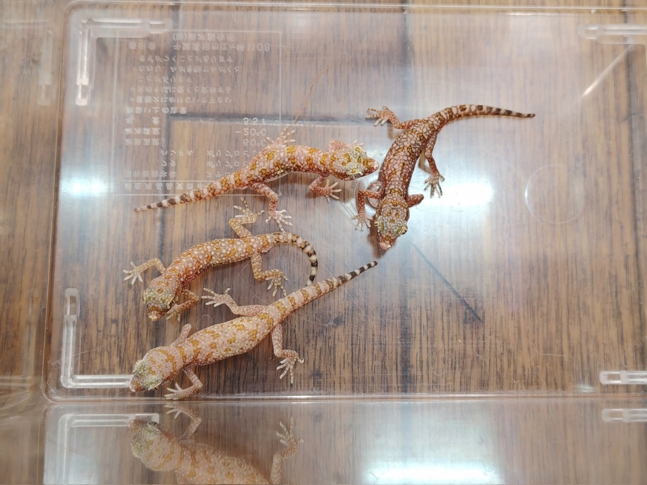 エレガンスボウユビヤモリ(1)