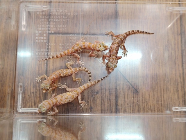 エレガンスボウユビヤモリ