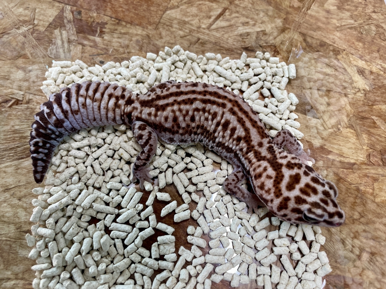 ニシアフリカトカゲモドキ（ホワイトアウトパターンレス）(2)