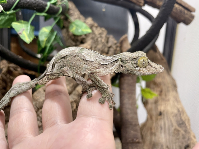 ヤマビタイヘラオヤモリ