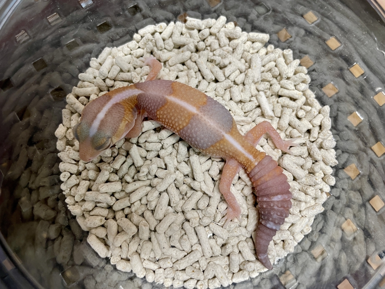 ニシアフリカトカゲモドキ（アメルhetオレオ）(2)