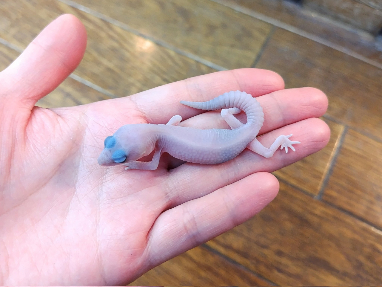 ニシアフリカトカゲモドキ（パープルヘイズ）(2)