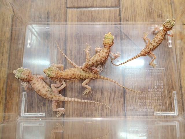 ペトリボウユビヤモリ