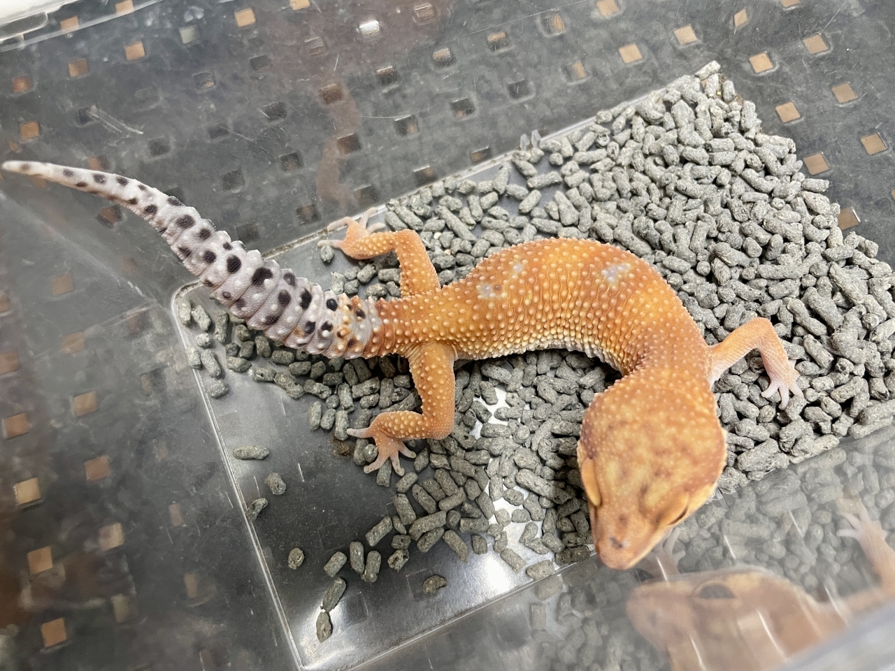 ヒョウモントカゲモドキ（アトミックGG）（No.18）(1)