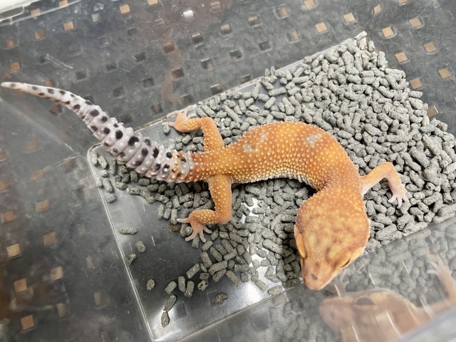 ヒョウモントカゲモドキ（アトミックGG）（No.18）