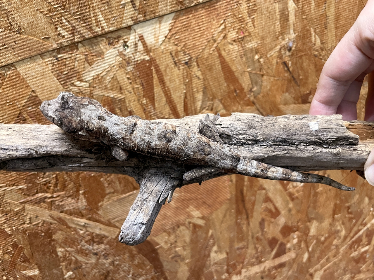 マモノミカドヤモリ（パイン島）(6)