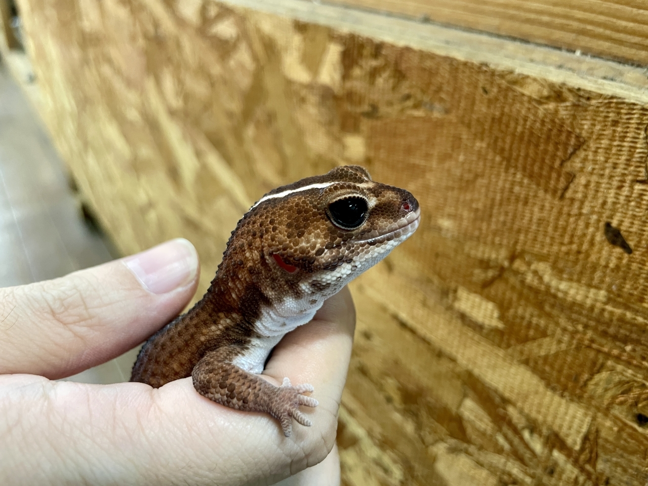 ニシアフリカトカゲモドキ（パターンレスストライプ）(4)
