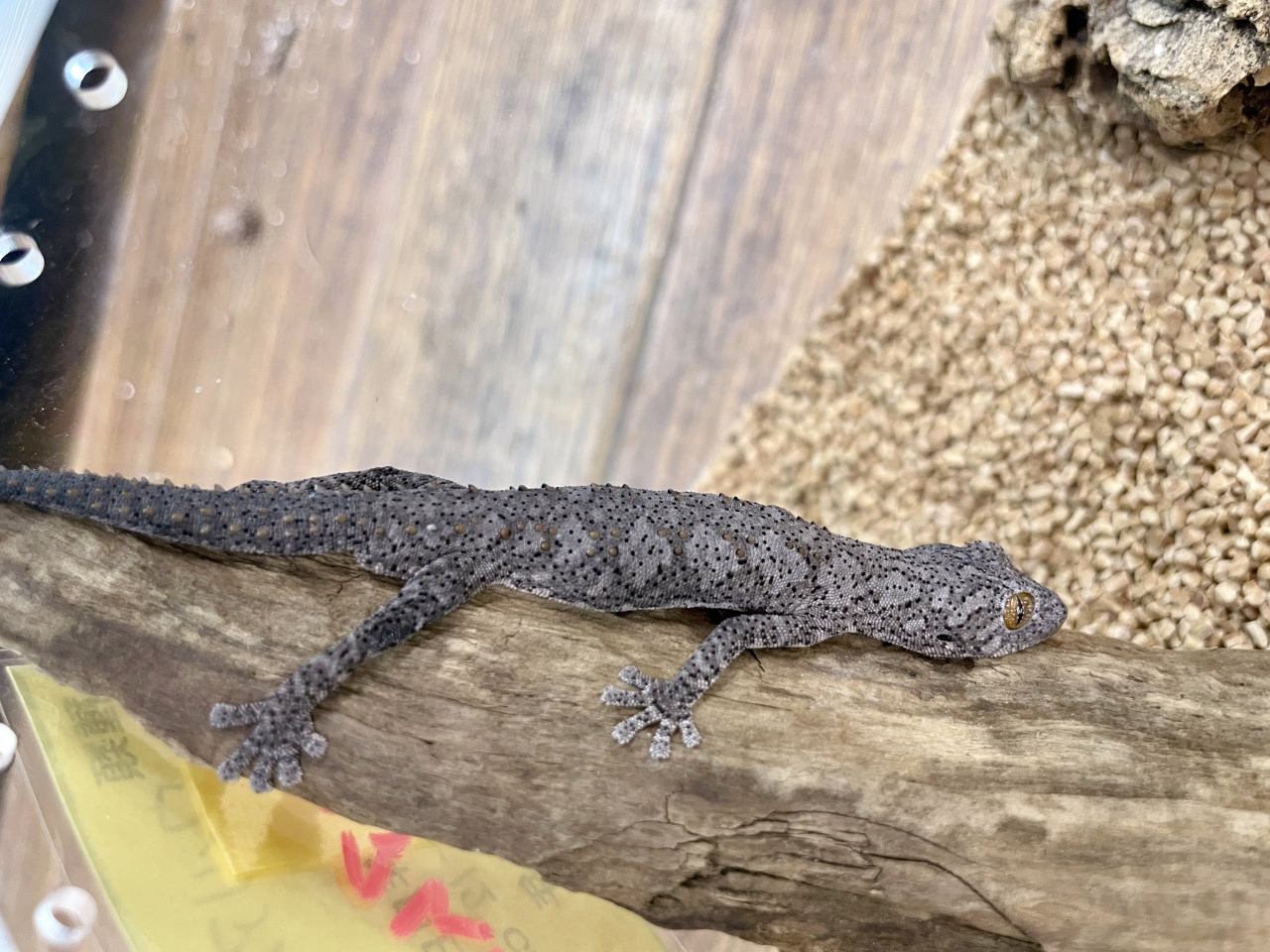 ウィリアムスイシヤモリ(2)