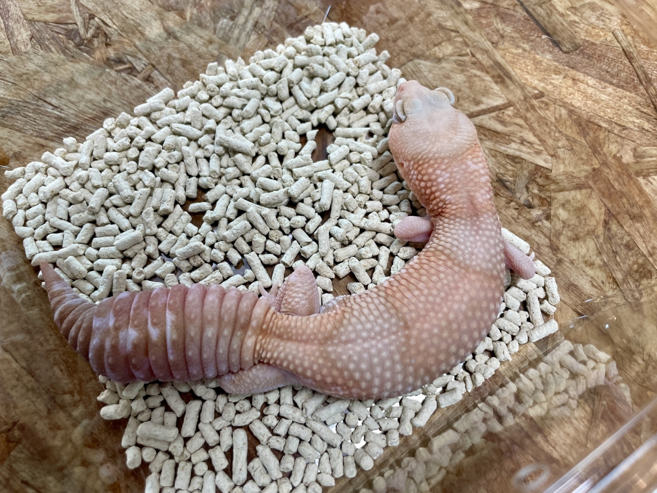 ニシアフリカトカゲモドキ（アメル）(1)