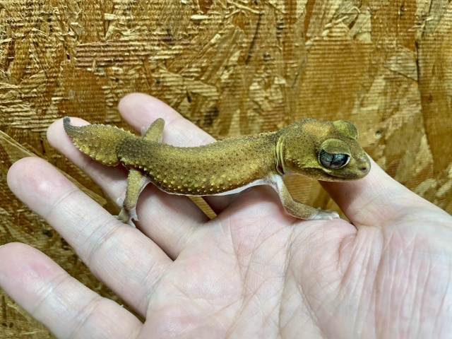 ピルバラタマオヤモリ（パターンレスhetアルビノ）（No.1）