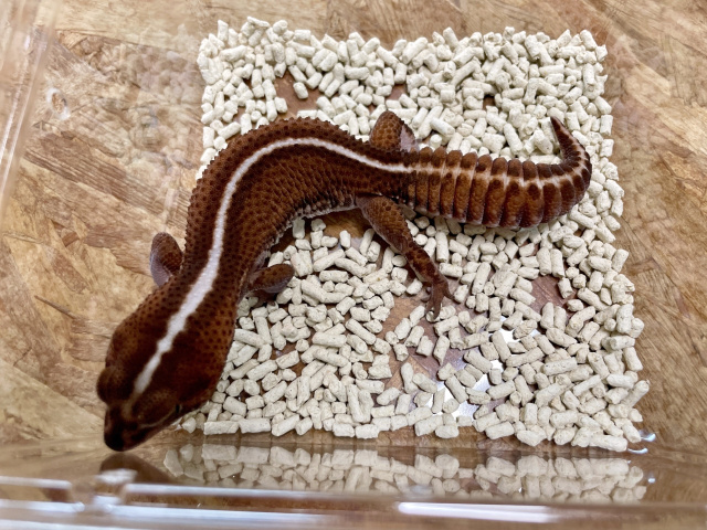 ニシアフリカトカゲモドキ（パターンレスストライプ）