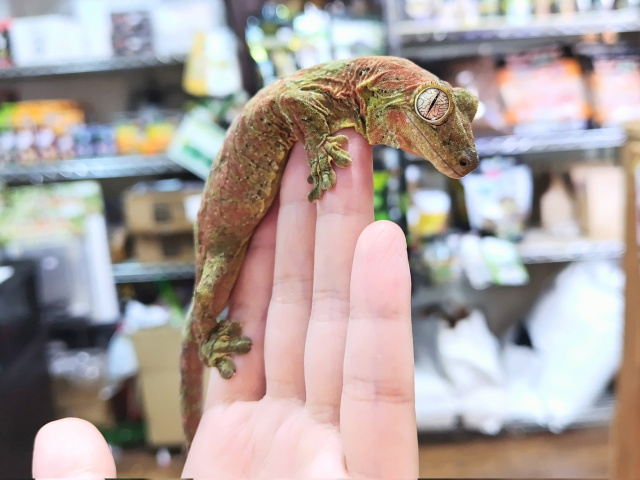 マモノミカドヤモリ（パイン島）